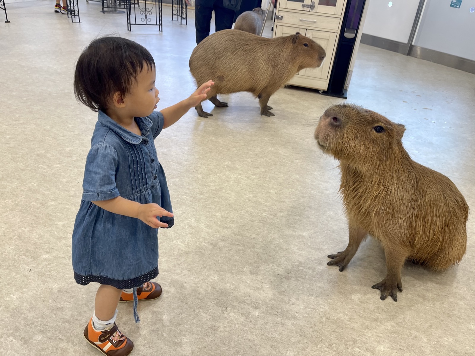 餵羊駝或摘士多啤梨